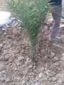 (সৌদি খেজুরের বড় চারা)big tree Tissue culture seedlings of Saudi dates Mary saplings Tree height: 1.5 feet feet Yield will come after 20 months..