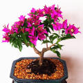 50 Pcs Colorful Bougainvillea Flower Seeds Spectabilis Willd Plants Perennial Flower Garden Bonsai Potted Plant. 