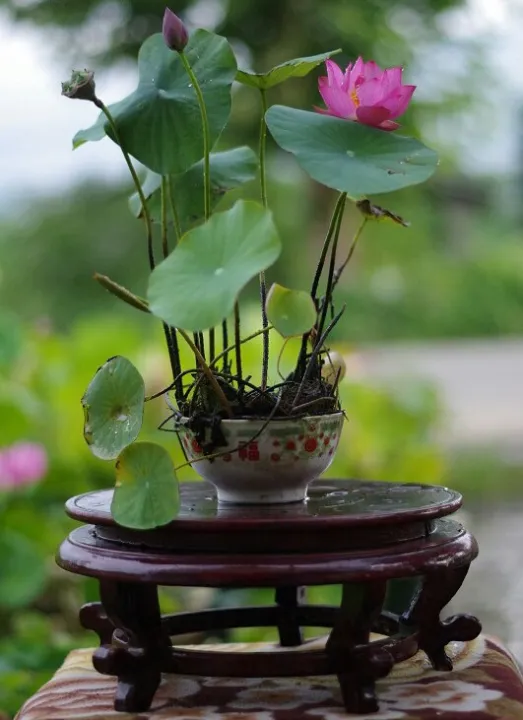 Highly%20Vital%20-%20Opulence%20at%20Its%20Best%20-%20Poddo%20flower%205%20picet,%20Jol%20Poddo%20Ful%20/%20Lotus%20Flower%20Seeds%20-%20Tools,%20DIY%20&%20Outdoor%20-%20Must%20Have%20-%20Image%207