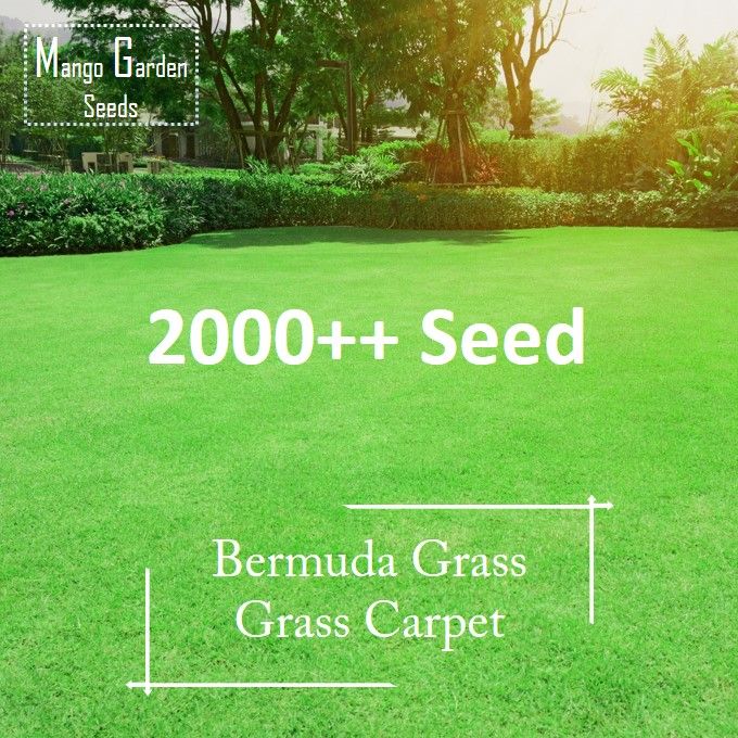 Bermuda%20Grass%20Seeds%20-%206g+-%202000++%20Seed%20-%20Grass%20Carpet,%20Biji%20Benih%20Rumput%20Bermuda,%20Bermuda%20Turf%20Seeds%20-%20Mango%20Garden%20Seeds%20-%20Image%202