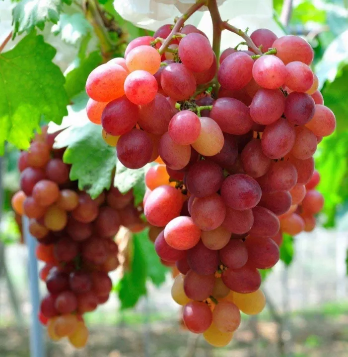 Global%20Miniature%20Red%20Grape%20Seeds%20-%2020%20Pcs%20Seeds%20-%20Image%204