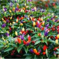 Global Rare Organic Sure Ornamental Chili Seeds - 30 Pcs SeedS/.