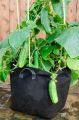 Khirai (খিরাই) Seed - 20/40 pcs Seed - All Season Hybrid.