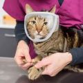 5211JEW Transparent Chewing Safety Anti Bite Pet Product Cat Muzzle Kitten Muzzles Bathing Grooming Tools Mouth Guard.
