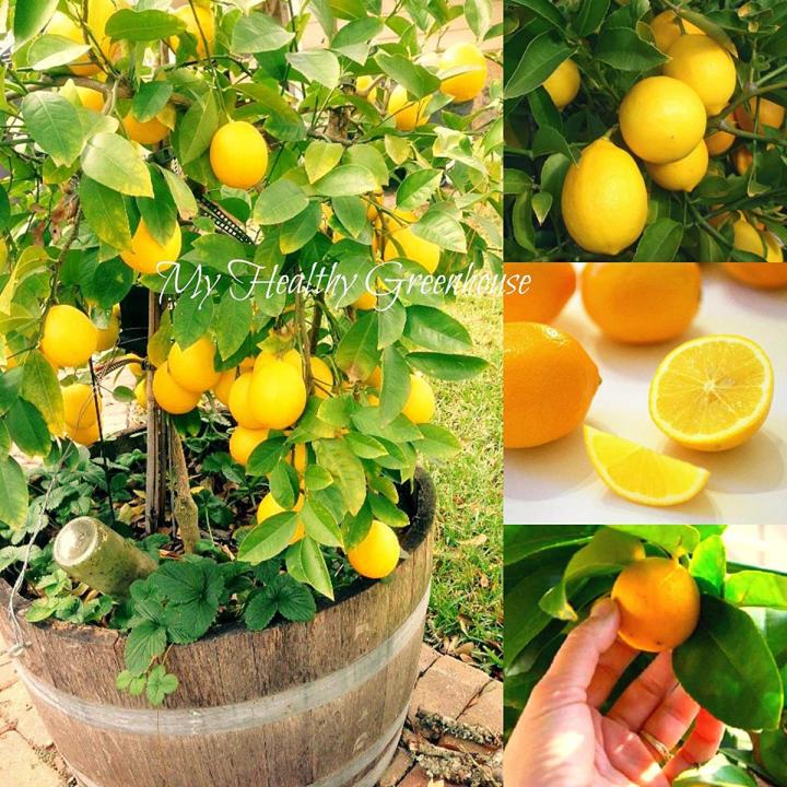 All Season Dwarf Lemon Tree Seeds - 10 Pcs SeedS