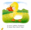 I Am a Duck (I Am a Duck). 