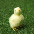 Realistic Chick Decoration Furry Animal Doll Simulation Sound Chicken Soft Plush Toy Easter DIY Miniature Chicken Toys For Kids. 