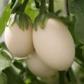 Natural White Eggplant Seeds - 10 Pcs Seeds Paket.