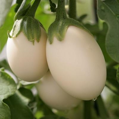 Natural%20White%20Eggplant%20Seeds%20-%2010%20Pcs%20Seeds%20Paket%20-%20Image%202