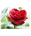 Climbing Red Rose Flower Seeds - 20 Pcs Seeds (Imported Seeds). 