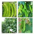 Winged Bean Seeds of all seasons -10 pc seeds. 