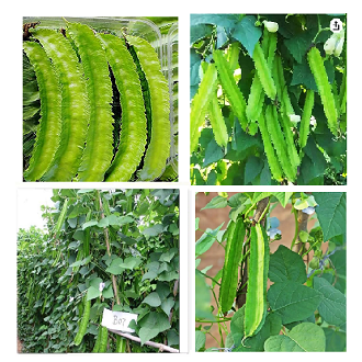 Winged%20Bean%20Seeds%20of%20all%20seasons%20-10%20pc%20seeds%20-%20Image%208