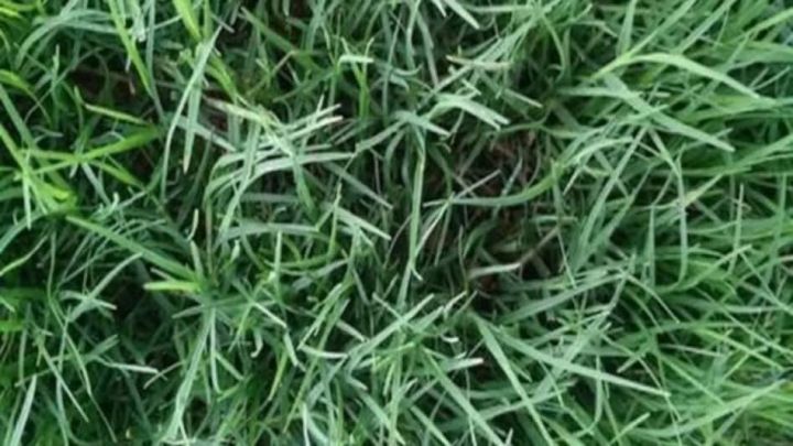Dubba%20Grass%20Seed%20-%2020%20gm%20-%20%E0%A6%A6%E0%A7%82%E0%A6%B0%E0%A7%8D%E0%A6%AC%E0%A6%BE%20%E0%A6%98%E0%A6%BE%E0%A6%B8%E0%A7%87%E0%A6%B0%20%E0%A6%AC%E0%A7%80%E0%A6%9C%20%E0%A7%A8%E0%A7%A6%20%E0%A6%97%E0%A7%8D%E0%A6%B0%E0%A6%BE%E0%A6%AE%20%E0%A6%AC%E0%A6%BE%20%E0%A6%AA%E0%A7%8D%E0%A6%B0%E0%A6%BE%E0%A7%9F%20%E0%A7%AA%E0%A7%A6%E0%A7%A6%E0%A7%A6+%20%E0%A6%9F%E0%A6%BF%20%E0%A6%AC%E0%A7%80%E0%A6%9C%20-%20Image%204