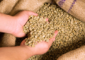 Fresh Green Coffee Beans_200.g.
