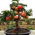 Apple Bonsai Tree Seeds -15 Pcs (Global Seeds). 