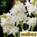 Rojonigondha Tuberose Flower Plant [2 Piece Bulb] MI's Plants. 