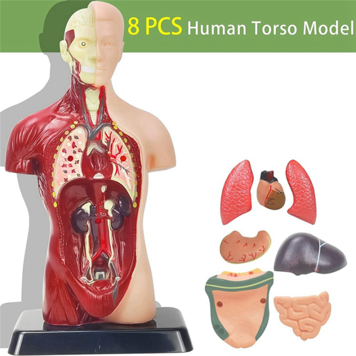 Human%20Body%20Model%20for%20Kids%20Multicolor%20Human%20Torso%20Anatomy%20Model%20Toys%208%20Pcs%20Removable%20Anatomy%20Doll%20with%20Heart%20&%20Organs%20-%20Image%206