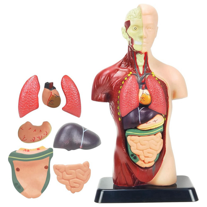 Human%20Body%20Model%20for%20Kids%20Multicolor%20Human%20Torso%20Anatomy%20Model%20Toys%208%20Pcs%20Removable%20Anatomy%20Doll%20with%20Heart%20&%20Organs%20-%20Image%204