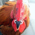 50pcs S M L size Chicken Beak Clasp Fasan Mouth Snap Ring Replace Peepers Eye Glasses Blinders Spectacles Anti-pecking Feed. 