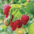 20 Pcs Giant Red Raspberry Bonsais Garden Fruit Plant, Juicy And Delicious Seeds- 100Pcs Seeds. 