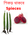 Red Dragon Tree With Roots For Home Gardening - Cutting Of Dragon Fruit Plant-5Pieces - Seeds. 