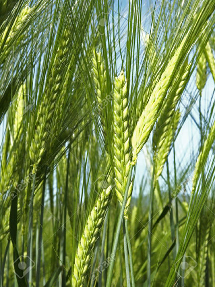 Wheat%20Tree%20Seeds%20-100%20pcs%20(%E0%A6%97%E0%A6%AE%E0%A7%87%E0%A6%B0%20%E0%A6%AC%E0%A6%BF%E0%A6%9C%20)%20-%20Image%202