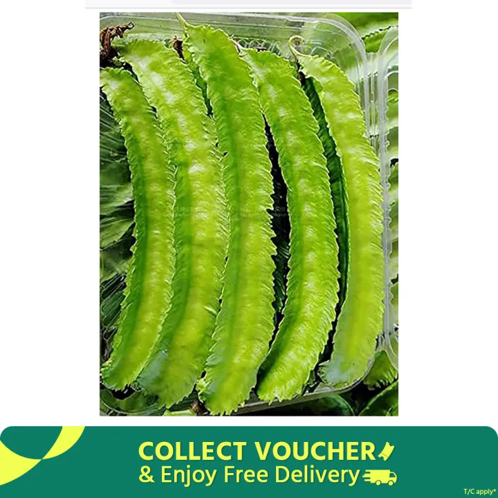 Winged%20Bean%20Seeds%20of%20all%20seasons%20-10%20pc%20seeds%20-%20Image%203