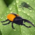 Electric Infrared Remote Control Animal Robotic Scarab Rhino Beetle High Simulation Insect Straight Line Reptile Model Toys.