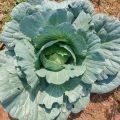 Indispensable - Hybrid Cabbage (pata kopi) seeds 1 intake packet (05 gram) - Tools, DIY & Outdoor - Modern and Trendy - Excellent. 