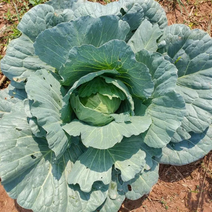 Indispensable%20-%20Hybrid%20Cabbage%20(pata%20kopi)%20seeds%201%20intake%20packet%20(05%20gram)%20-%20Tools,%20DIY%20&%20Outdoor%20-%20Modern%20and%20Trendy%20-%20Excellent%20-%20Image%204