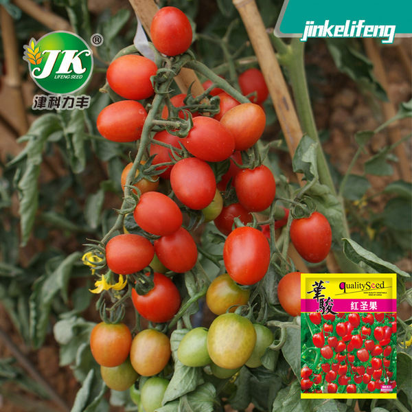 Cherry%20Tomato%20Red%20Colour%20intact%20colour%20Packet%2050%C2%B1%20Seeds%20intact%20full%20packet%20-%20Image%202