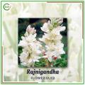 Rajanigandha (Tuberose) Flower Bulb - 20 Bulbs. 