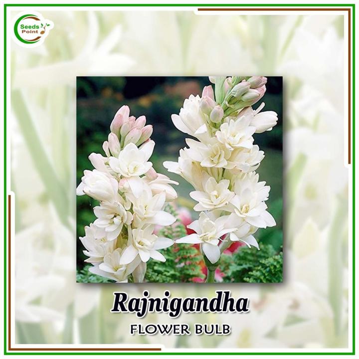 Rajanigandha (Tuberose) Flower Bulb - 20 Bulbs