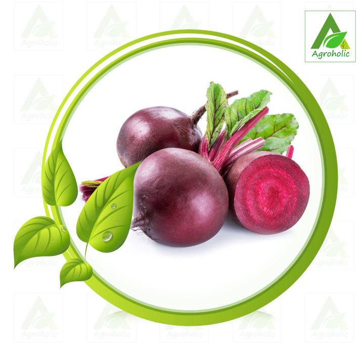 Hybrid%20Beetroot%20Vegetable%20Seed%20(Re-Packet)%20-%202%20gm%20-%20Image%202