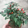 All Season Color Ornamental Chili Seeds - 30+ Pcs Seeds.