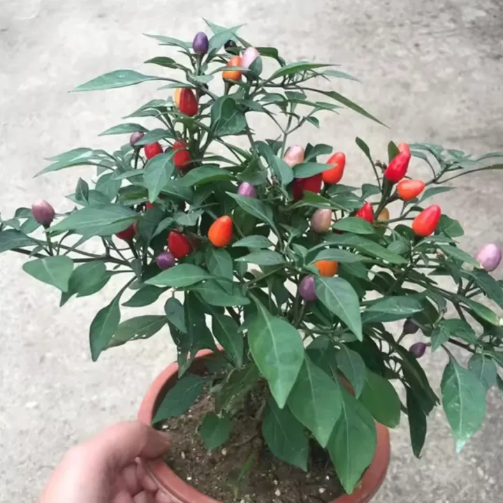 All%20Season%20Color%20Ornamental%20Chili%20Seeds%20-%2030+%20Pcs%20Seeds%20-%20Image%202