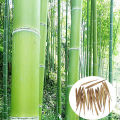 6pcs Garden Evergreen Arbor Moso Bamboo Seeds Courtyard Phyllostachys Pubescens Plants. 