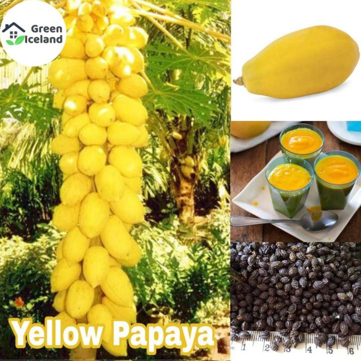 Sweet Yellow Gold Papaya Seeds - 10+ Pcs Seeds