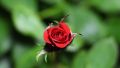 All Season Organic Red Coloer Roses Flower Seeds 20 Pcs Seeds. 