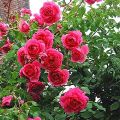 Climbing Red Rose Flower Seeds - 20 Pcs Seeds (Imported Seeds). 