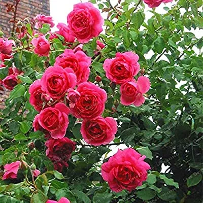Climbing%20Red%20Rose%20Flower%20Seeds%20-%2020%20Pcs%20Seeds%20(Imported%20Seeds)%20-%20Image%205