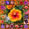 Hybrid hibiscus flower seeds / joba flower seeds multicolor 10 pis + gift.
