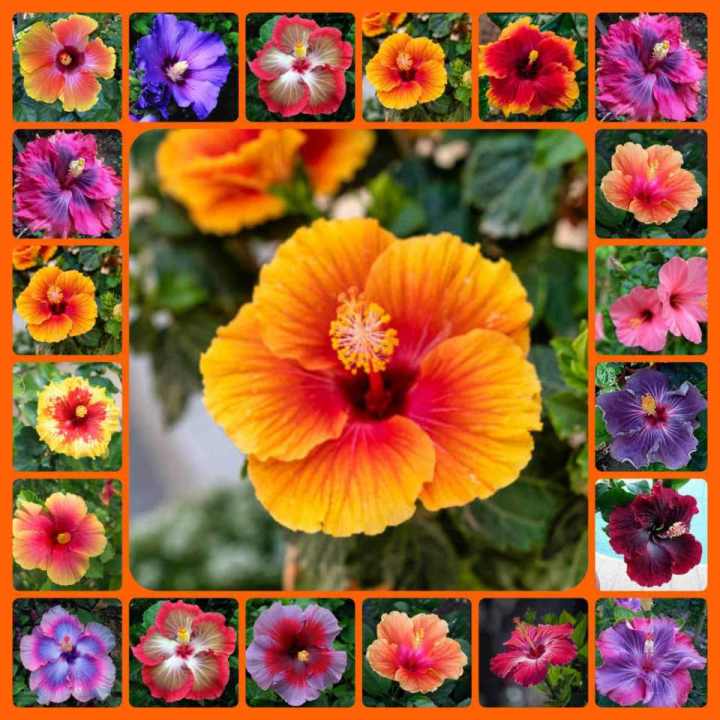 Hybrid hibiscus flower seeds / joba flower seeds multicolor 10 pis + gift