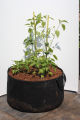 GEO Bag 30 Gallon (Dia 24" Hight 15.5") Plant Grow Bags, Synthetic Pot - (100 Pcs Bundle ).
