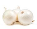 white Onion Tree seeds 50 pcs. 