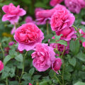 Natural Pink Juliet Roses Flower Seeds - 30 Pcs Seeds.