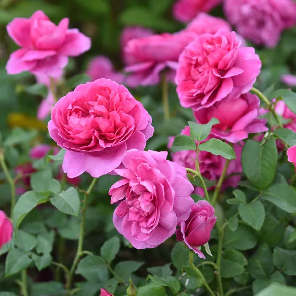 Natural%20Pink%20Juliet%20Roses%20Flower%20Seeds%20-%2030%20Pcs%20Seeds%20-%20Image%203