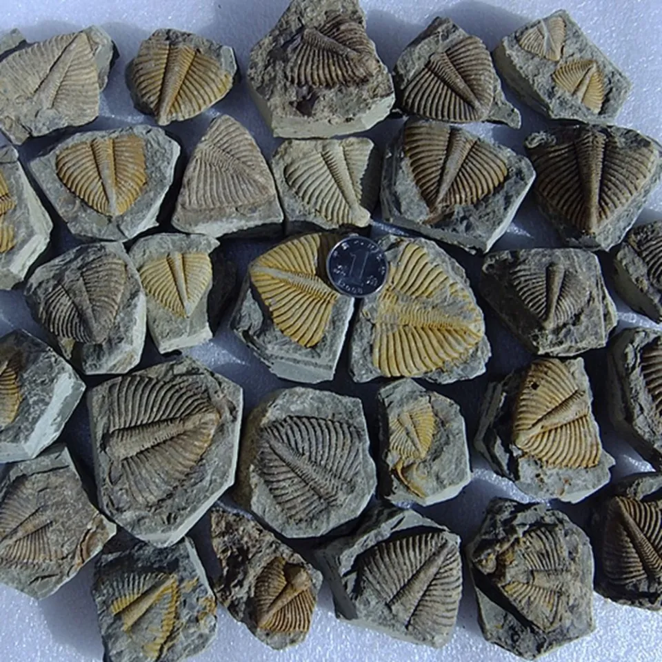 Natural Trilobite Fossil Specimen – Brachiopod Coral & Conchostraca Teaching Sample For Science Education & Collection