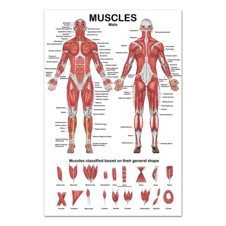 Professional Human Muscular System Anatomical Chart Human Muscle Anatomy Poster for Education Lecture 19.69'' x 27.56''