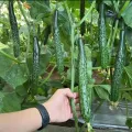 High Germination Best Quality Green Cucumber Seed F1 Hybrid Intake Paket Seeds. 